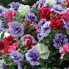 Image 4: Summer Flowering Petunia Plants - Frenzy or Fragrant Frills and Spills