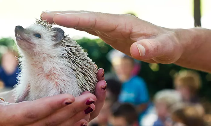 $125 for Hands-On Exotic-Animals Birthday Party from Wildlife Tree, Inc. ($300 Value) - Primary Image