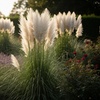 Image 1: Ornamental Grass in Quart, 1 Gallon, and 3 Gallon Sizes - Multiple Varieties with Free Shipping (Up to 24% Off)