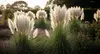 Ornamental Grass Plants - Quart, 1 or 3 Gallon Sizes | Hardy, Low-Maintenance & Year-Round Outdoor Beauty, Free Shipping (Up to 15% Off)