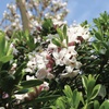 Image 1: Scented Daphne Transatlantica Fragrance - 1, 2 or 3 Potted Plants
