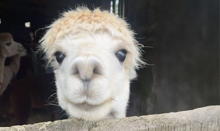 1 Child: Alpaca Walking Tour with Expert Guide, Feed & Beautiful Rural Scenery - Rustic Retreats