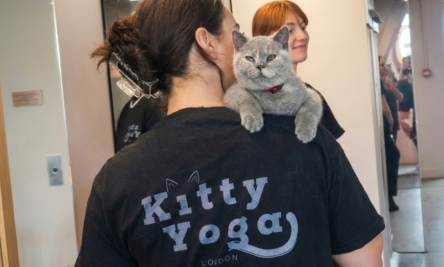 Image 4: Kitty Yoga Experience in Manchester – 1-Hour Class with Kittens