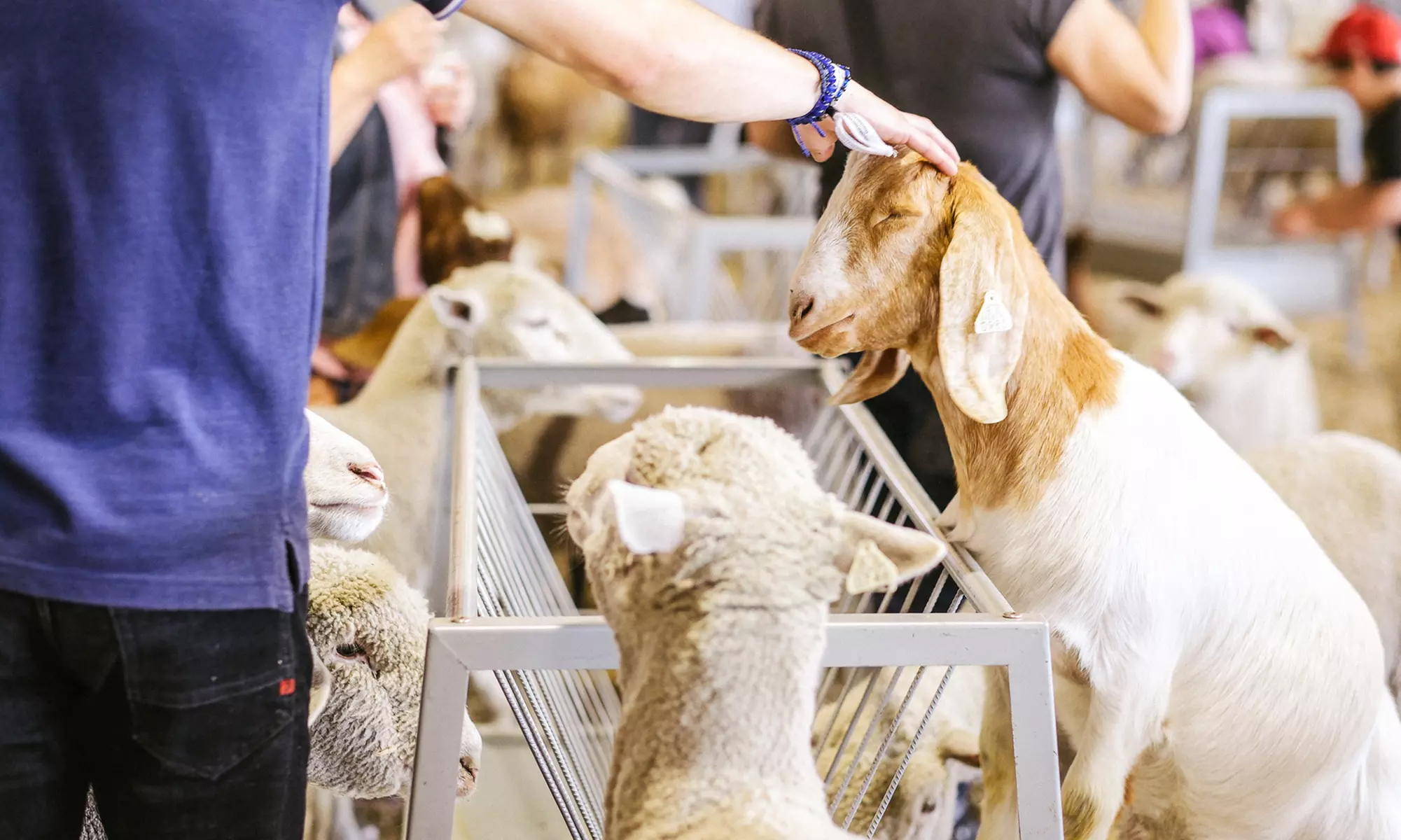 Single Entry Ticket for 1 Adult/Child to the Best County Fair