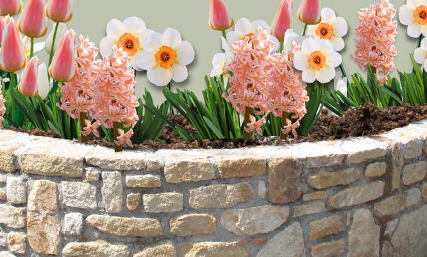 Image 3: 25x Blumenzwiebel-Mischung „Color your garden“