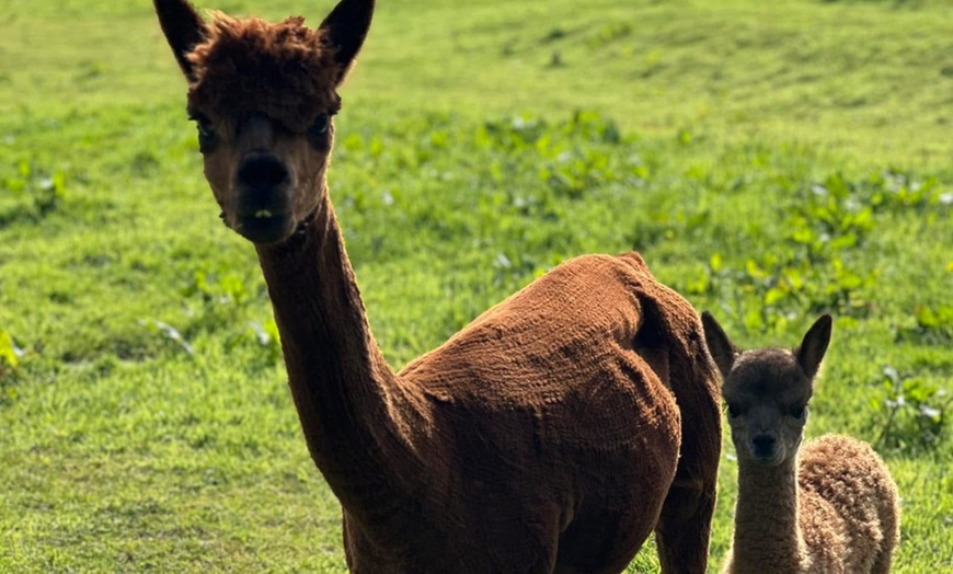 Image 6: Discover a Private Alpaca Farm Experience for a Family of 4, 5, or 6