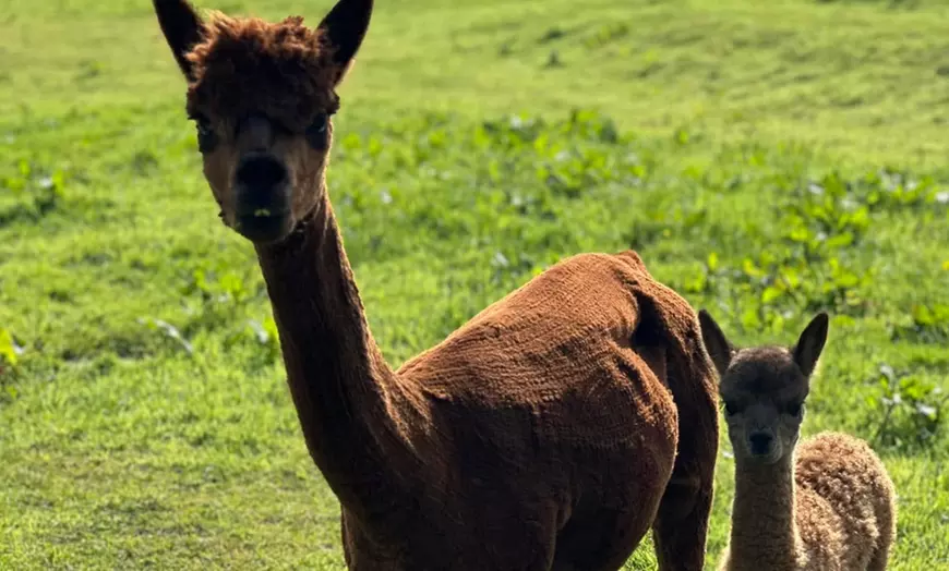 Image 6: Discover a Private Alpaca Farm Experience for a Family of 4, 5, or 6