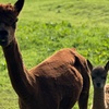Image 6: Discover a Private Alpaca Farm Experience for a Family of 4, 5, or 6