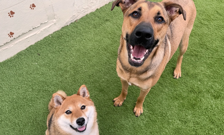 Image 13: Full Day of Doggy Day Care Or Get $50 or $100 Credit Dog Grooming