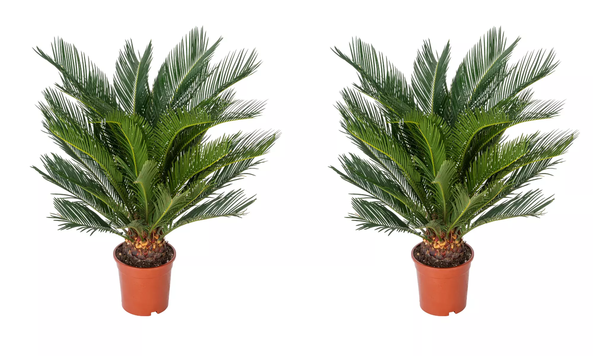 Cyca japonesa de tamaño normal o grande con maceta, de Gardenzo