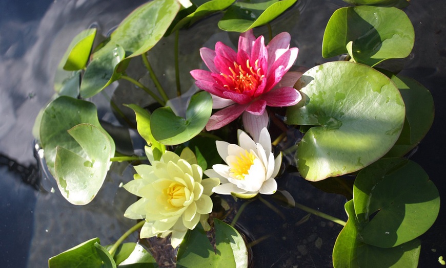 Image 4: Water Lily Plants + Optional Black and Gold Pot