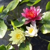 Image 4: Water Lily Plants + Optional Black and Gold Pot