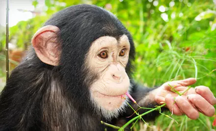 $20 for Suncoast Primate Sanctuary Visit for Four and One Bag of Monkey Feed in Palm Harbor (Up to $41 Value) - Primary Image