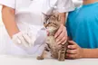 Dog & Cat Medical Check-Up, Annual Vaccination & Wellness Packages @Cute Cat Veterinary Clinic Dubai(Upto51%Off) - Image 2