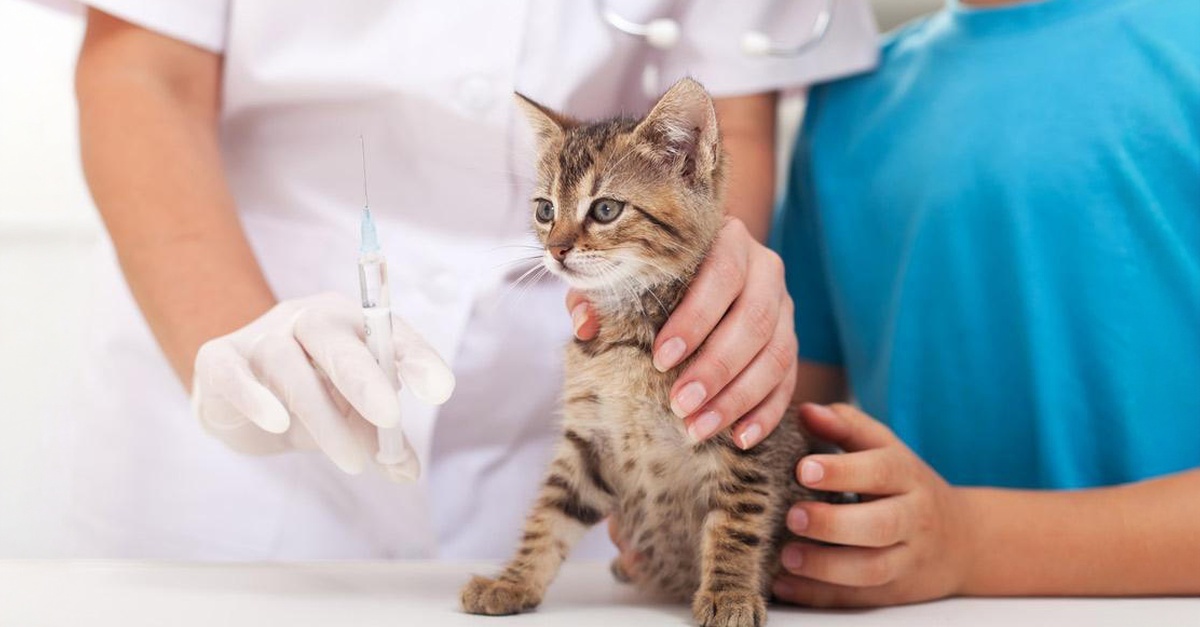 Dog & Cat Medical Check-Up, Annual Vaccination & Wellness Packages Dog & Cat Medical Check-Up, Annual Vaccination & Wellness Packages