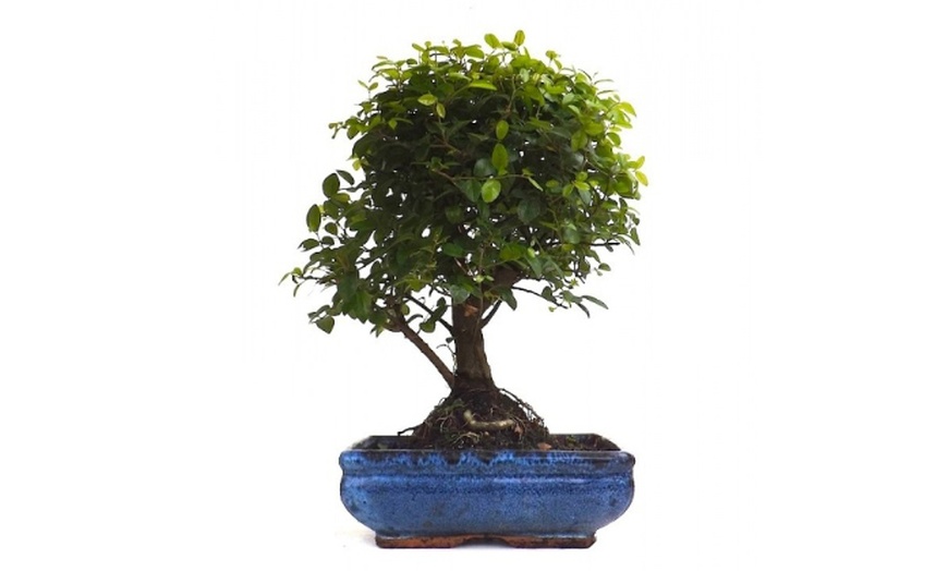 Image 8: Twee of vier Bonsai boompjes