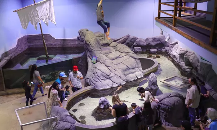 Explore the Wonders of the Sea at San Antonio Aquarium