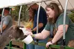 Admission to Safari Tractor Hayride on 100-Acre Farm - Second Medium