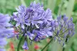 One, Two or Three Agapanthus Potted Plant Collections 9cm - Image 2