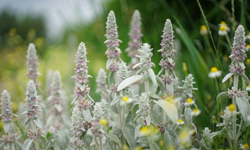 Image 5: Set di 8 piante perenni Rosie Border