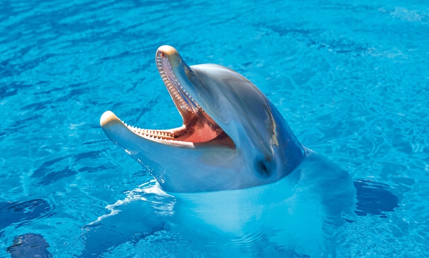 Image 6: Diversión en familia con una entrada a MundoMar y/o Aqualandia