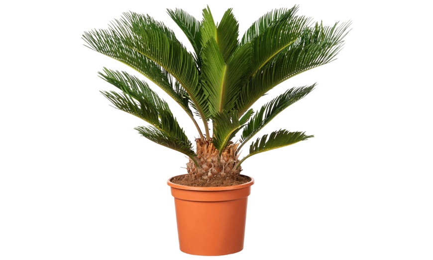 Image 4: 1 ou 2 Cycas du Japon "Cycas revoluta" de Gardenzo