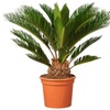 Image 4: 1 ou 2 Cycas du Japon "Cycas revoluta" de Gardenzo