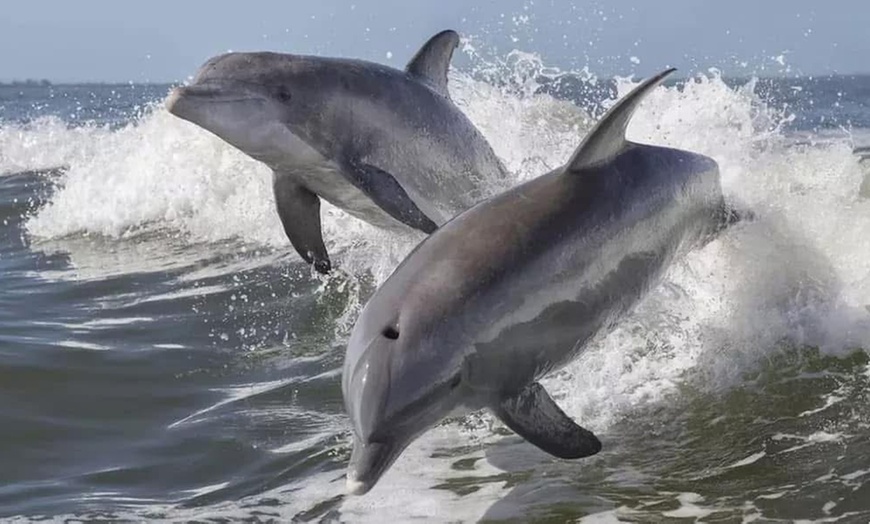 Image 11: 2 Hour Dolphin Daytime Tour 