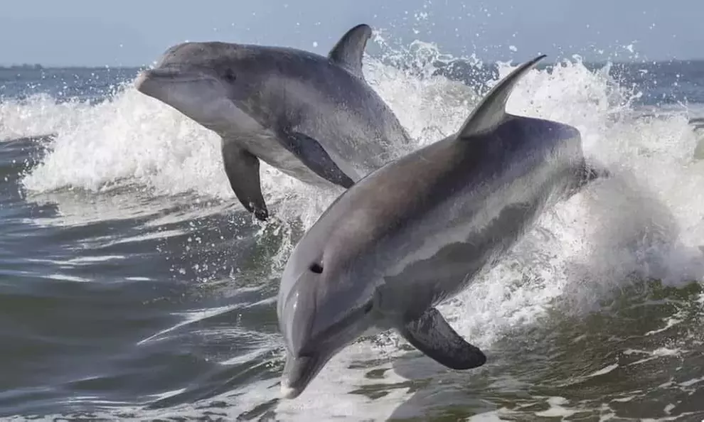 2 Hour Dolphin Daytime Tour 