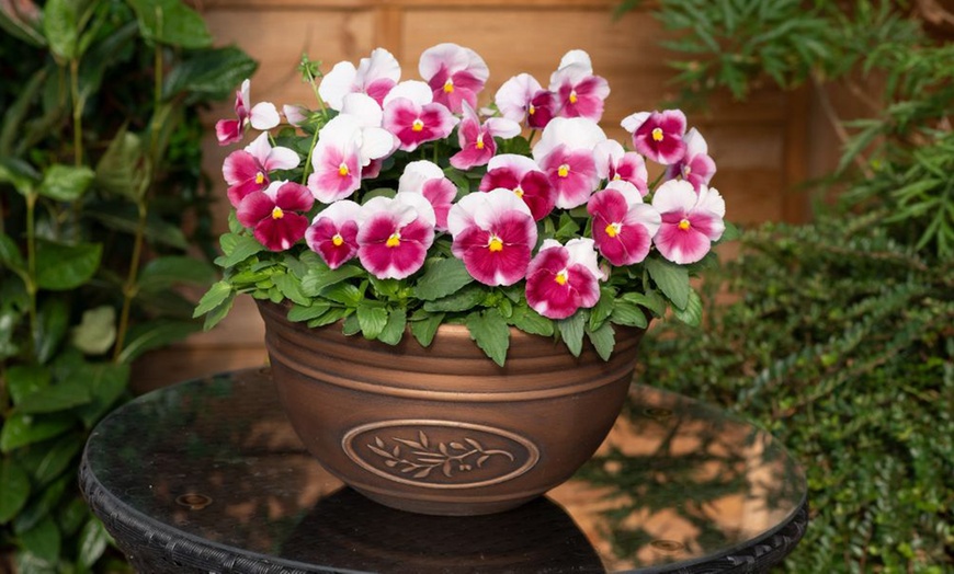 Image 10: Vibrant Winter Flowering Pansy Mixes - up to 72 Plants