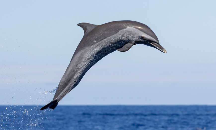 Image 2:  Dolphin and Whale Watch Tour on the Kona Coast