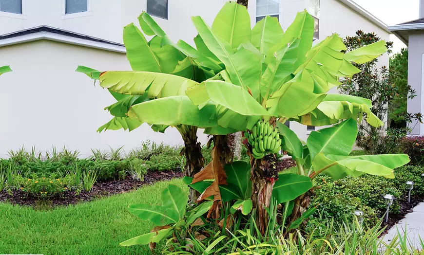 Image 4: One or Three Japanese Banana Musa Basjoo Plants