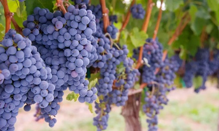 One-Year Ownership of Two Vineyard Vines - Own A Napa Vineyard