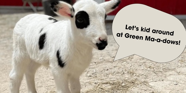 Green Meadows Farm