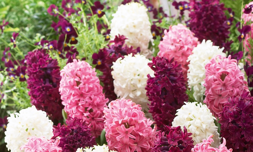 Image 6: Spring Hyacinth Bulb Collections