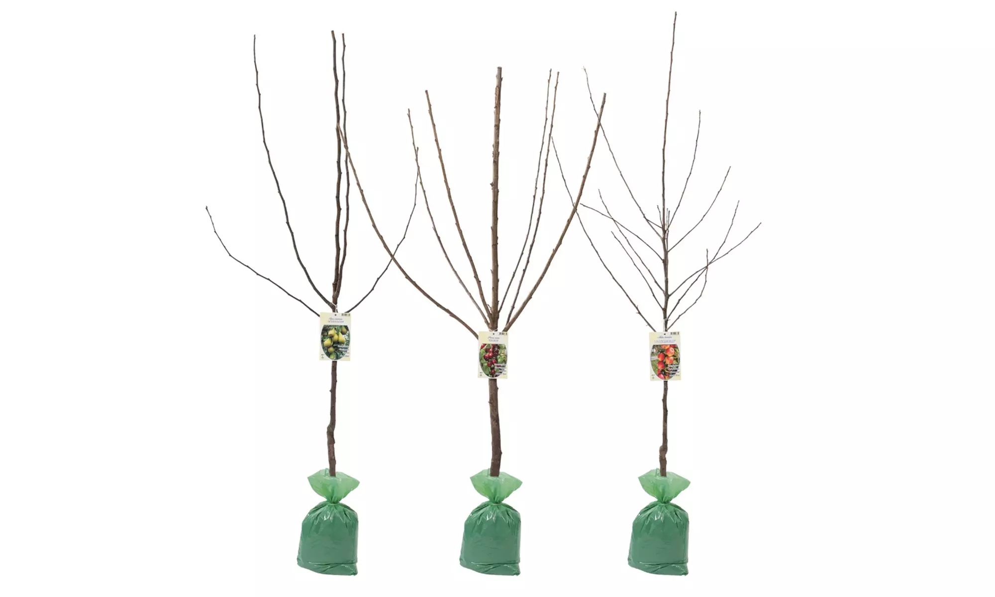 3x oder 5x Set Obstbäume