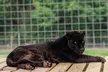 Zoo Admission or 2.5 Hour VIP Animal Encounter Experience at Georgia Untamed Zoo (Up to 40% Off) - Second Medium