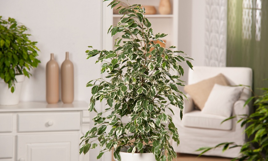 Image 9: Plant de ficus