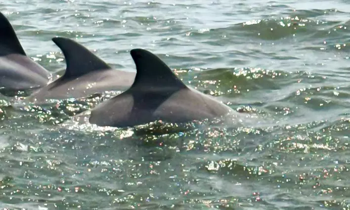 Experience a 2 Hour Private Dolphin Tour for up to 6 People 