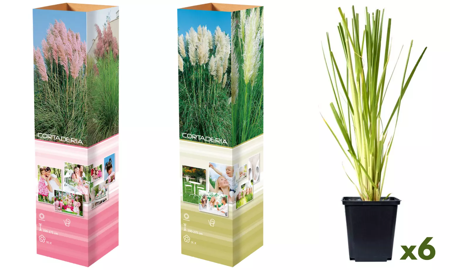3 o 6 piante di Pampasgras americano