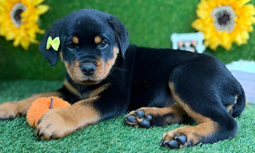 Image 4: Pamper Your Pup With Sanitary Groom & Freshness Packages For All Sizes