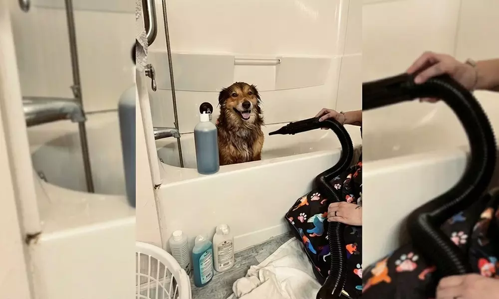 In-Home Full Service Dog Grooming for Small to XL Dogs