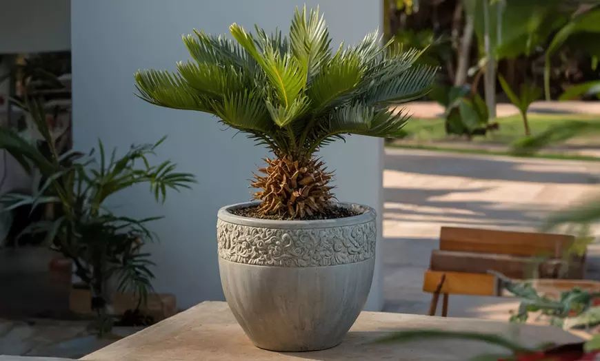Image 1: Set van 2 palmbomen "Sago Palm"