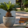 Image 1: Set van 2 palmbomen "Sago Palm"