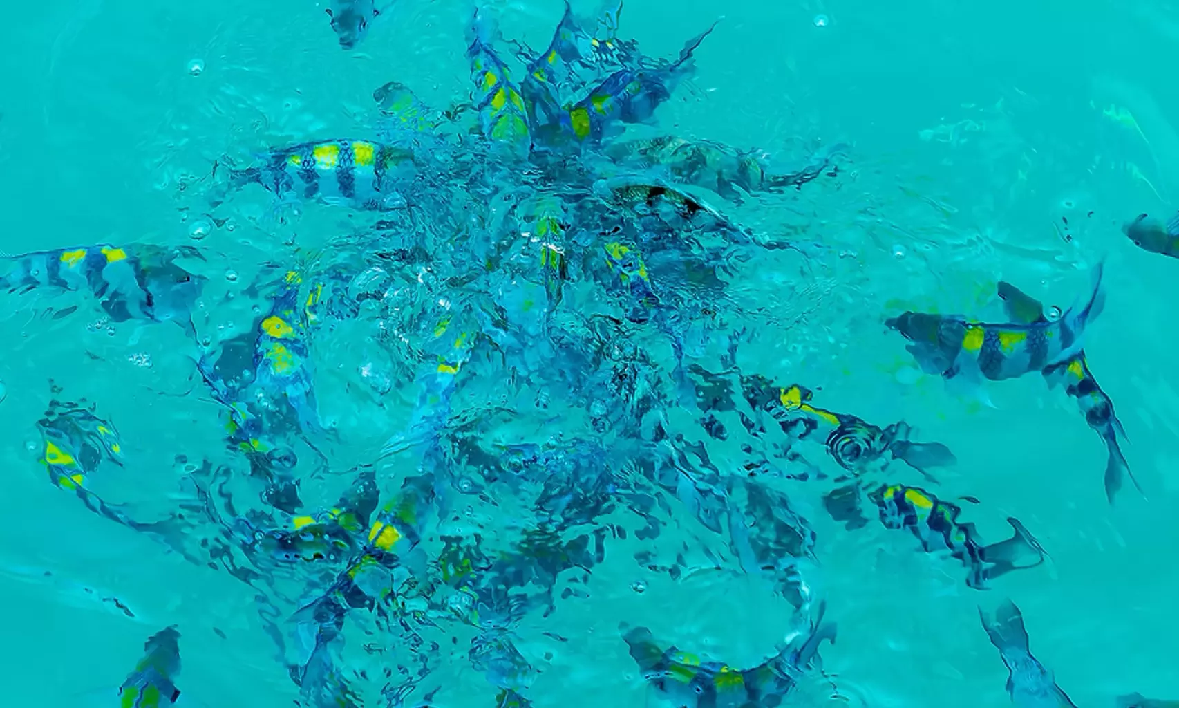 Experience a Waikiki Ocean Safari Tour