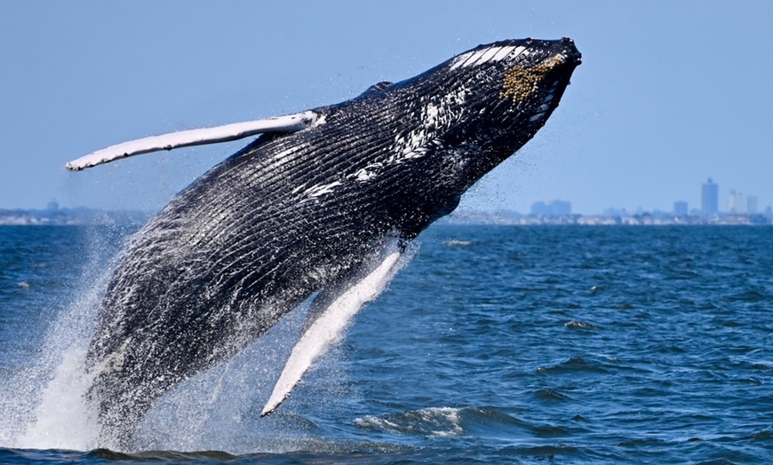 Image 3: 2-Hour Dolphin & Whale Watch on New Jersey’s Largest Whale Watch Boat