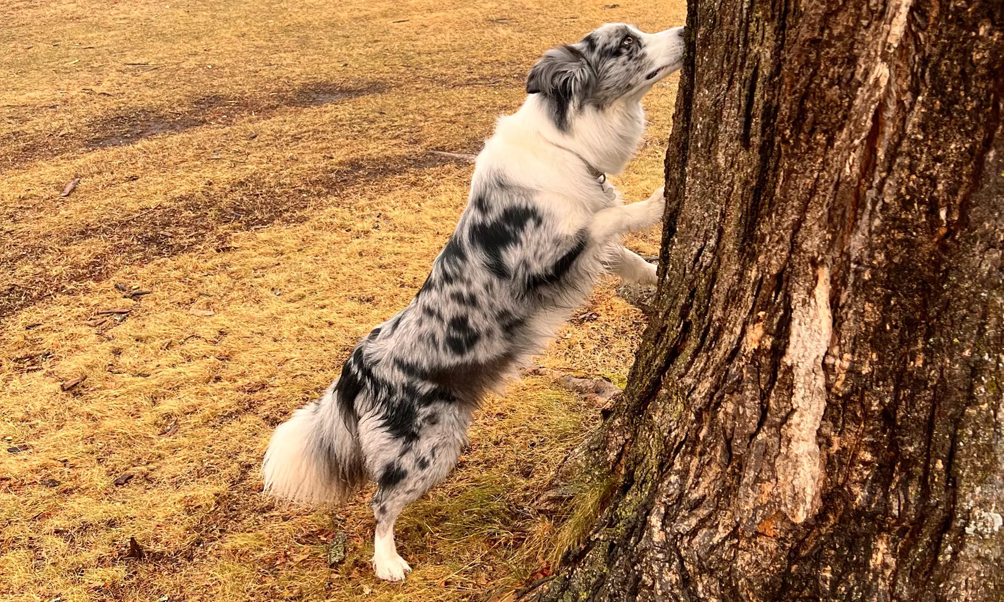 Enjoy a 30-Minute One or Three Dog Walk For One or Two Dogs