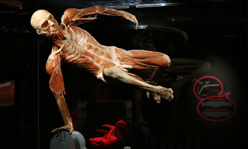 Image 6: Body Worlds The Happiness Project