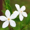 Image 3: One, Two or Three White or Pink Star Jasmine