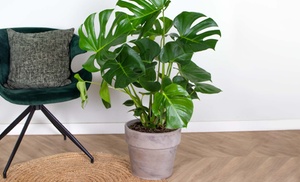 Plante Monstera Deliciosa 